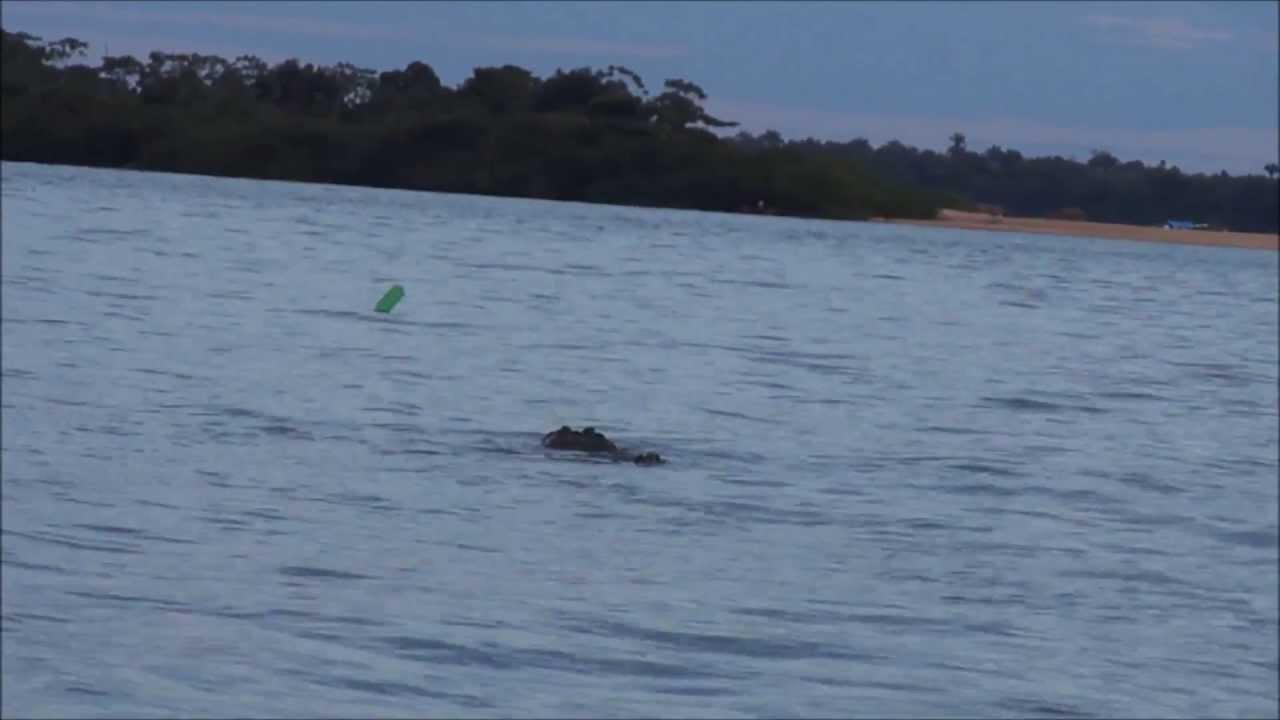 Registro de Marca Araguanã