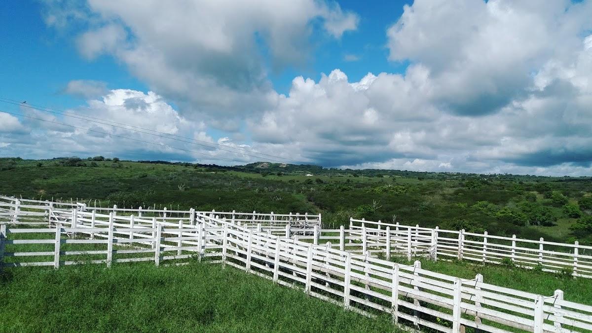 Registro de Marca Arara