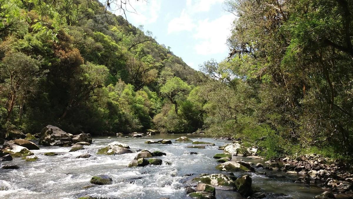 Registro de Marca Arvorezinha