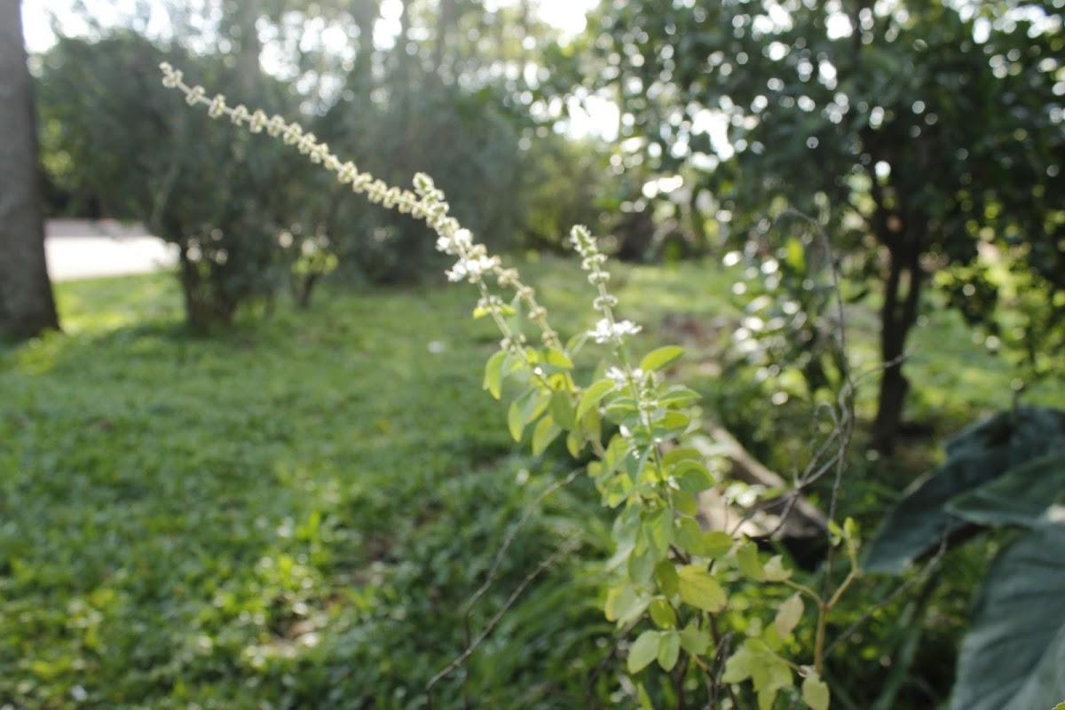 Registro de Marca Capão do Cipó