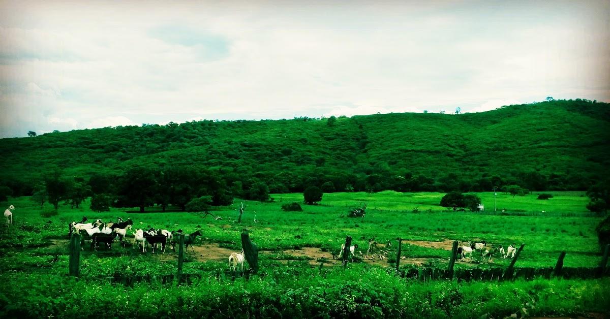 Registro de Marca Cotegipe