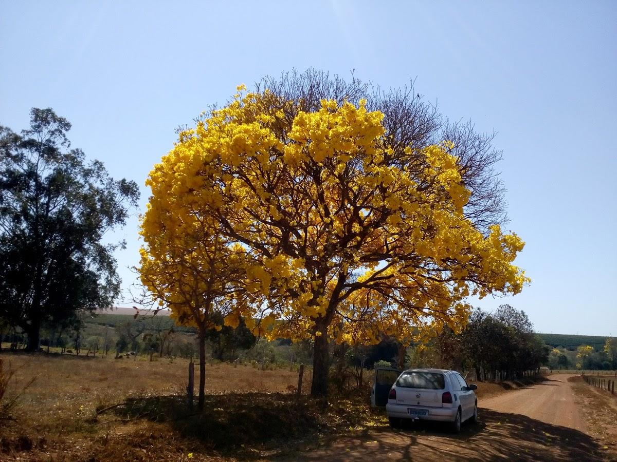 Registro de Marca Cruzeiro da Fortaleza