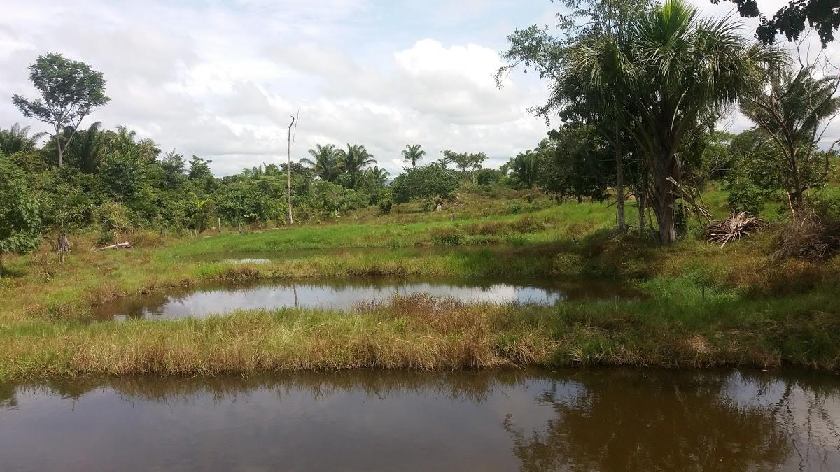 Registro de Marca Cumaru do Norte
