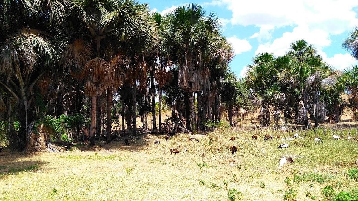 Registro de Marca Eliseu Martins