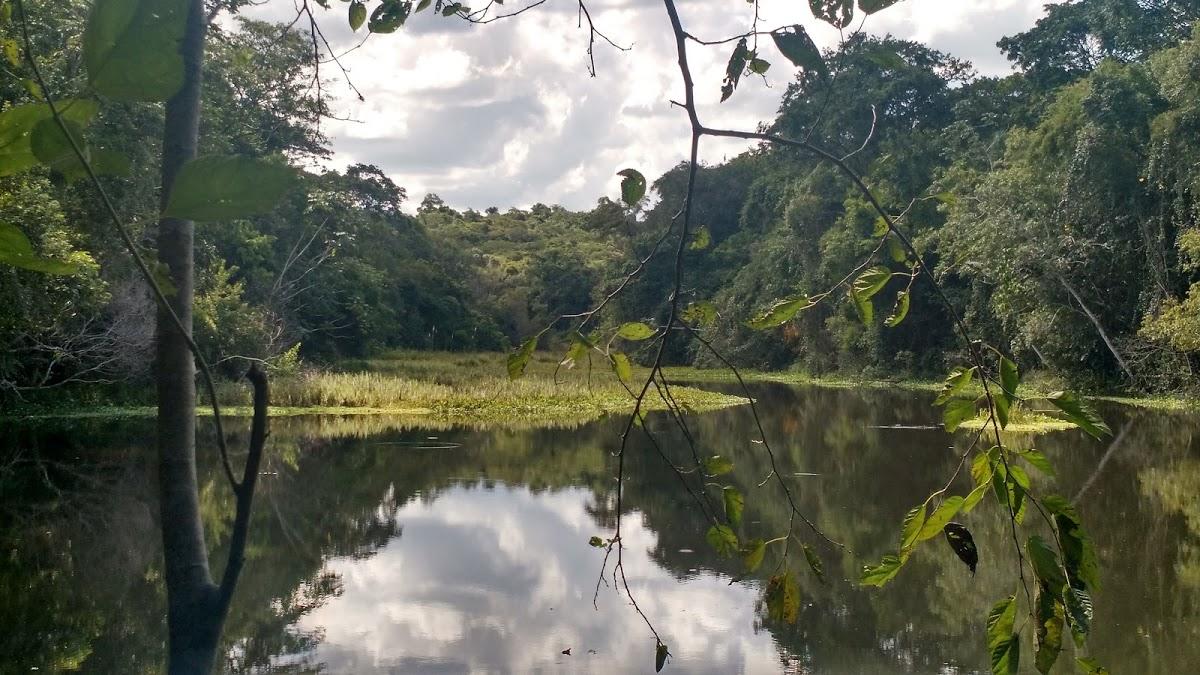 Registro de Marca Fênix