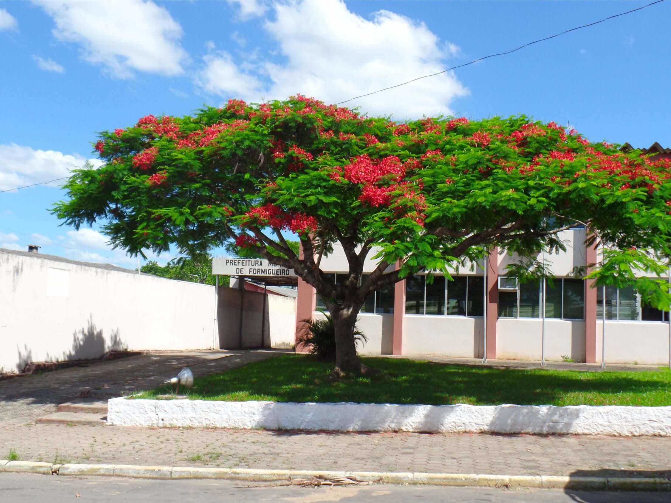 Registro de Marca Formigueiro