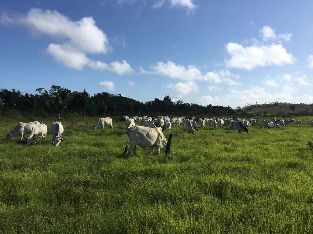 Registro de Marca Governador Nunes Freire