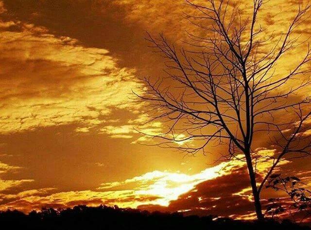 Registro de Marca Guarujá do Sul