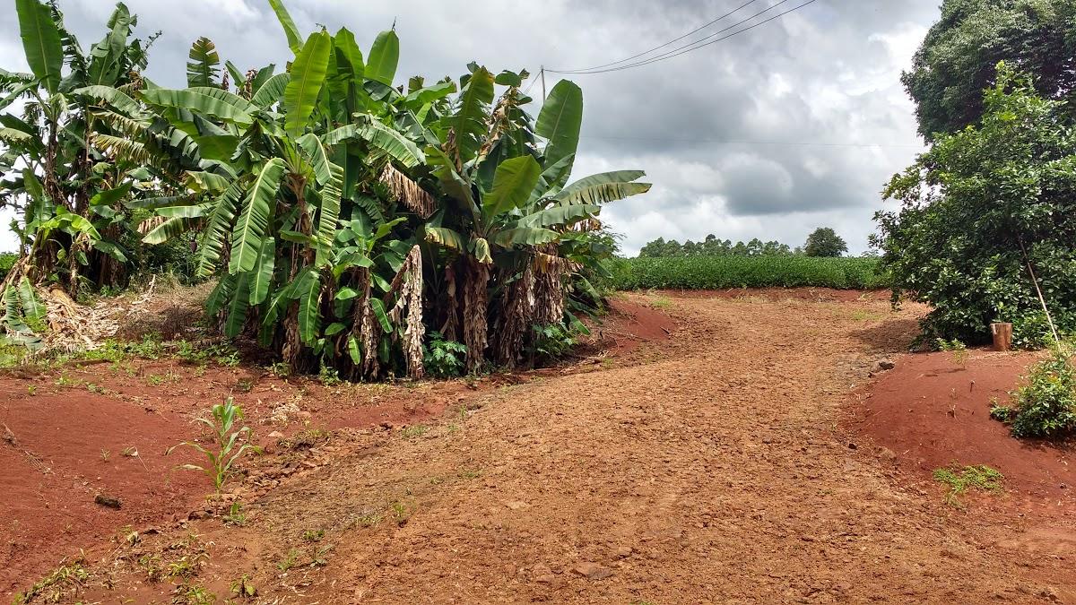 Registro de Marca Iguatu