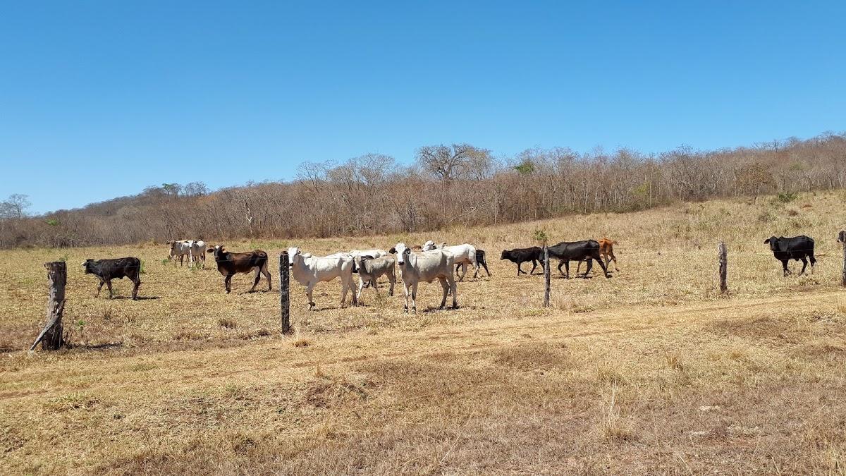 Registro de Marca Ipiaçu