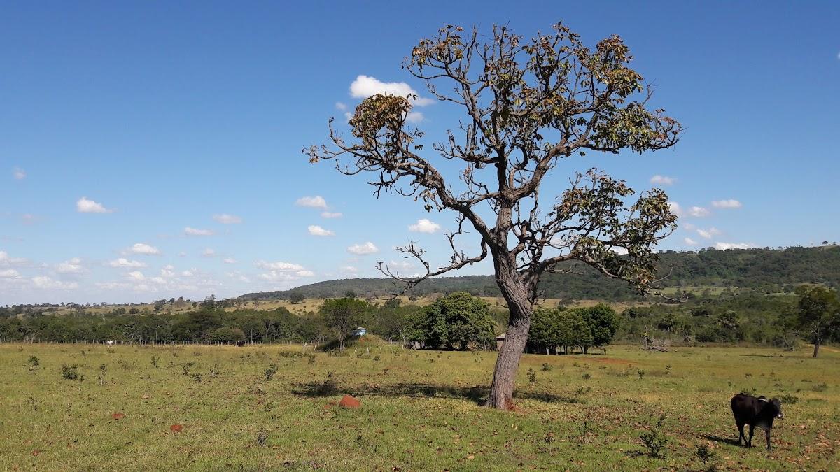 Registro de Marca Itajá