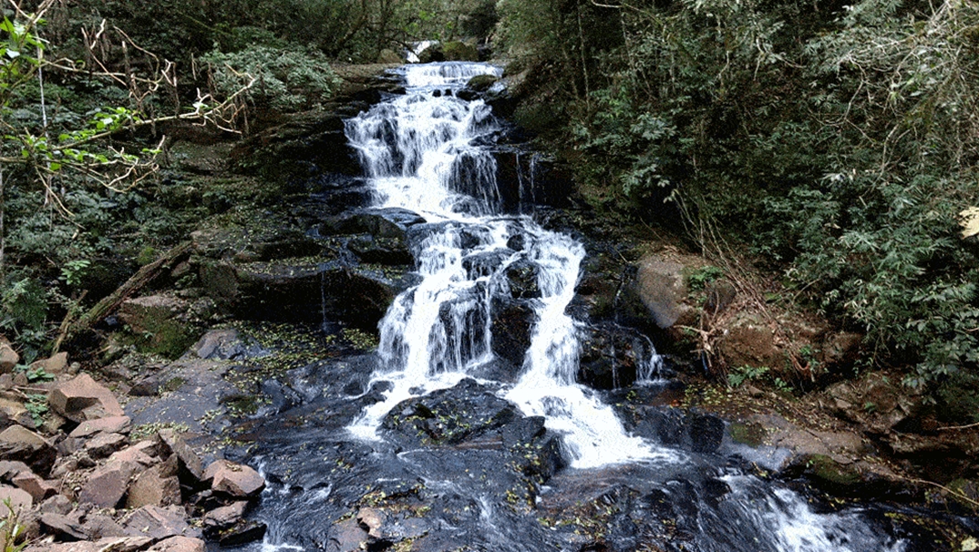 Registro de Marca Jaboticaba