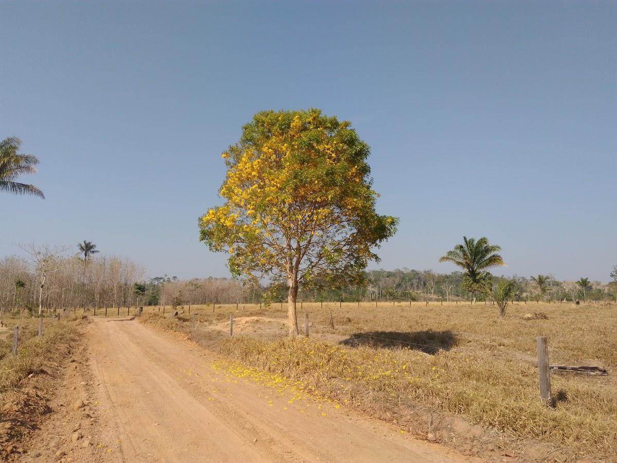 Registro de Marca Juruena