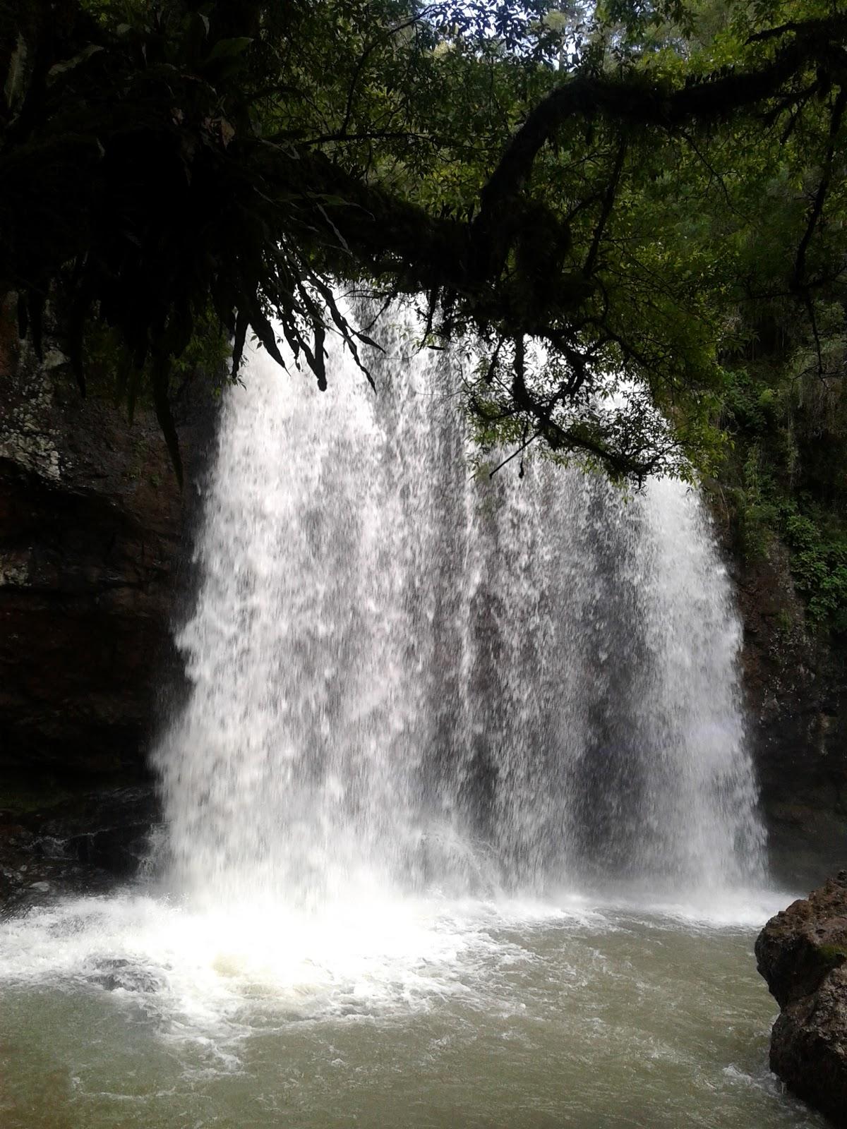 Registro de Marca Macieira