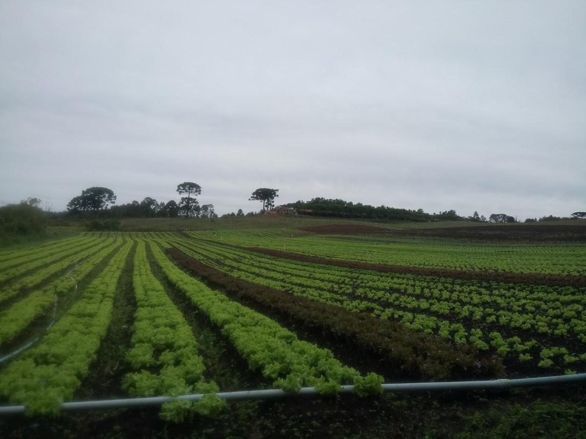 Registro de Marca Mandirituba