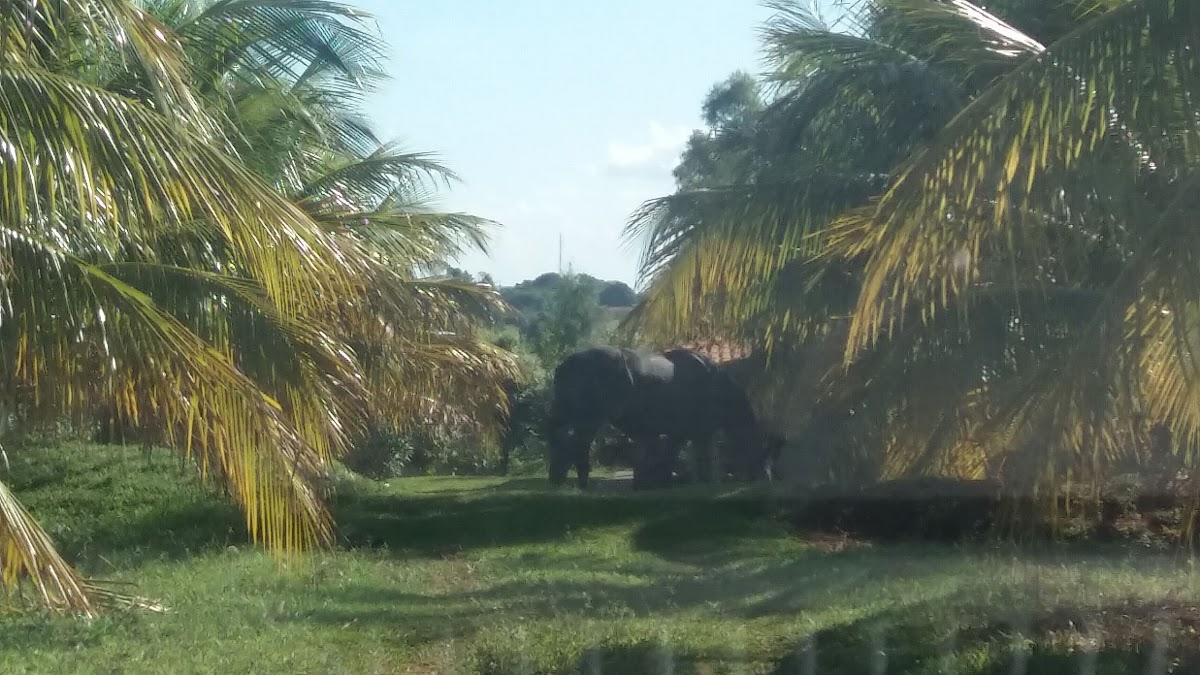 Registro de Marca Mariápolis