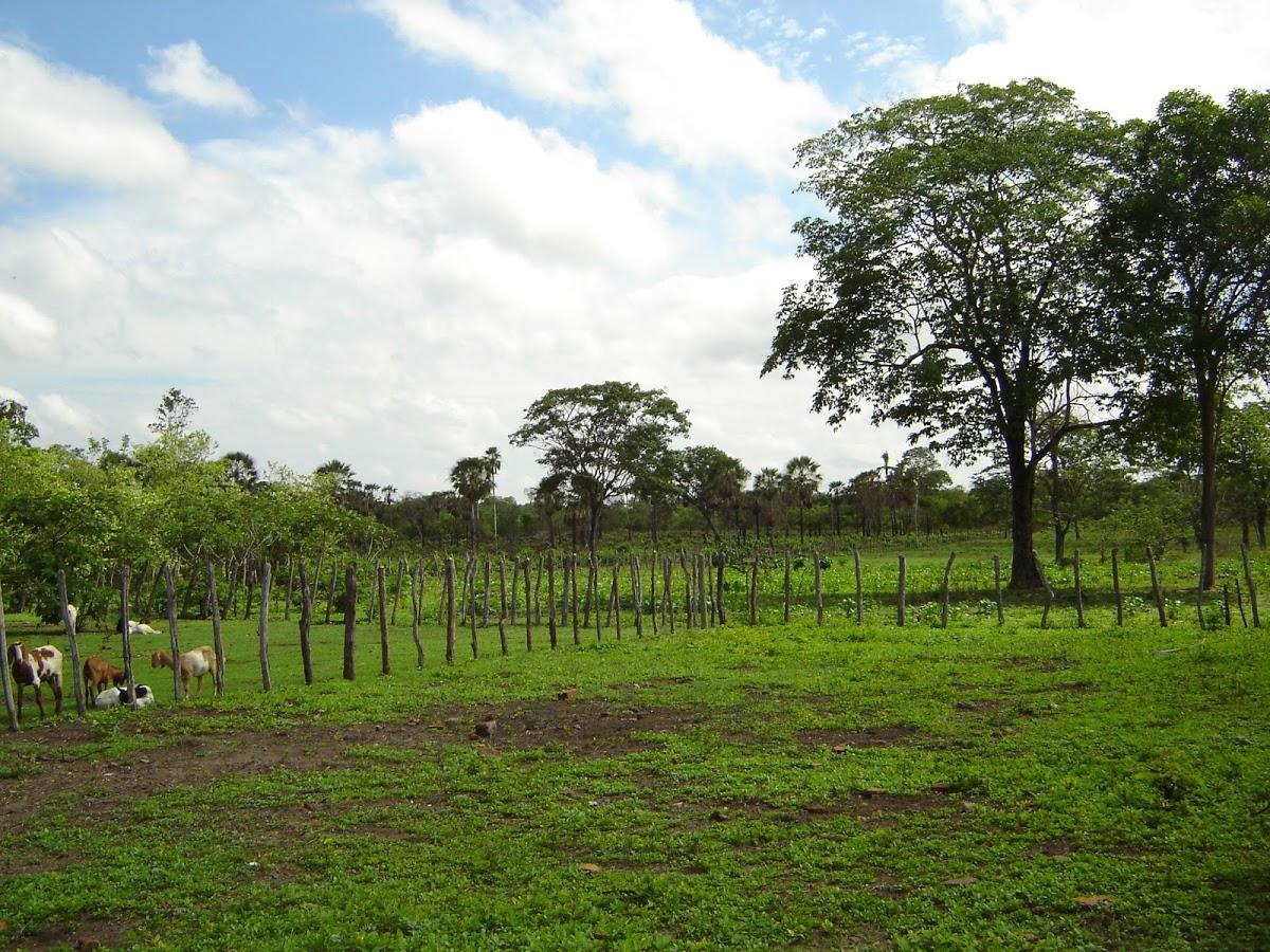 Registro de Marca Matões