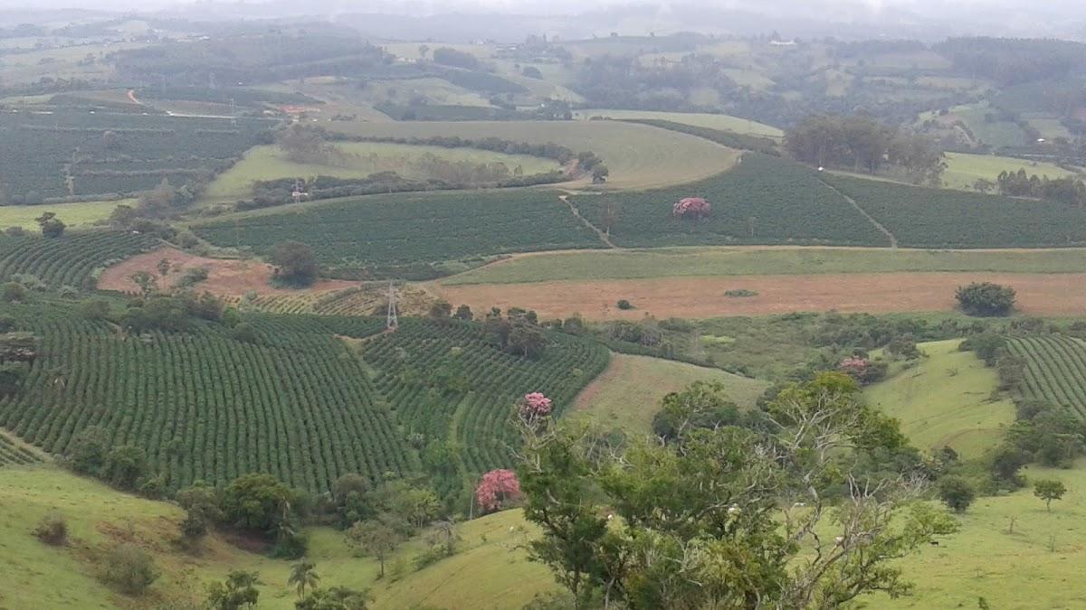 Registro de Marca Muzambinho