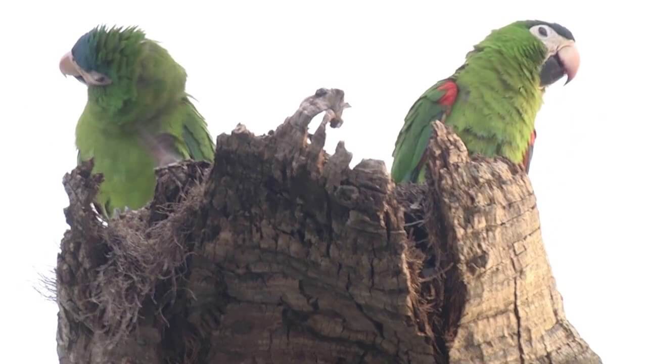 Registro de Marca Nova Brasilândia