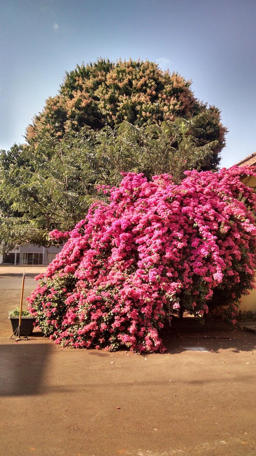 Registro de Marca Nova Santa Rosa