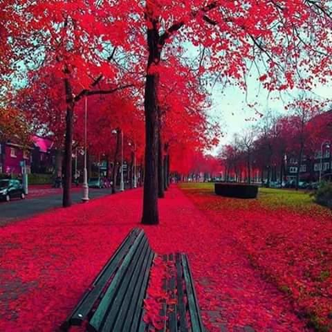 Registro de Marca Novo Horizonte do Sul