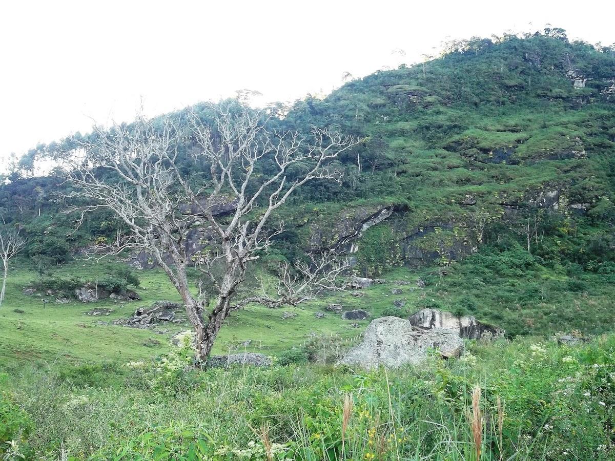 Registro de Marca Oliveira Fortes