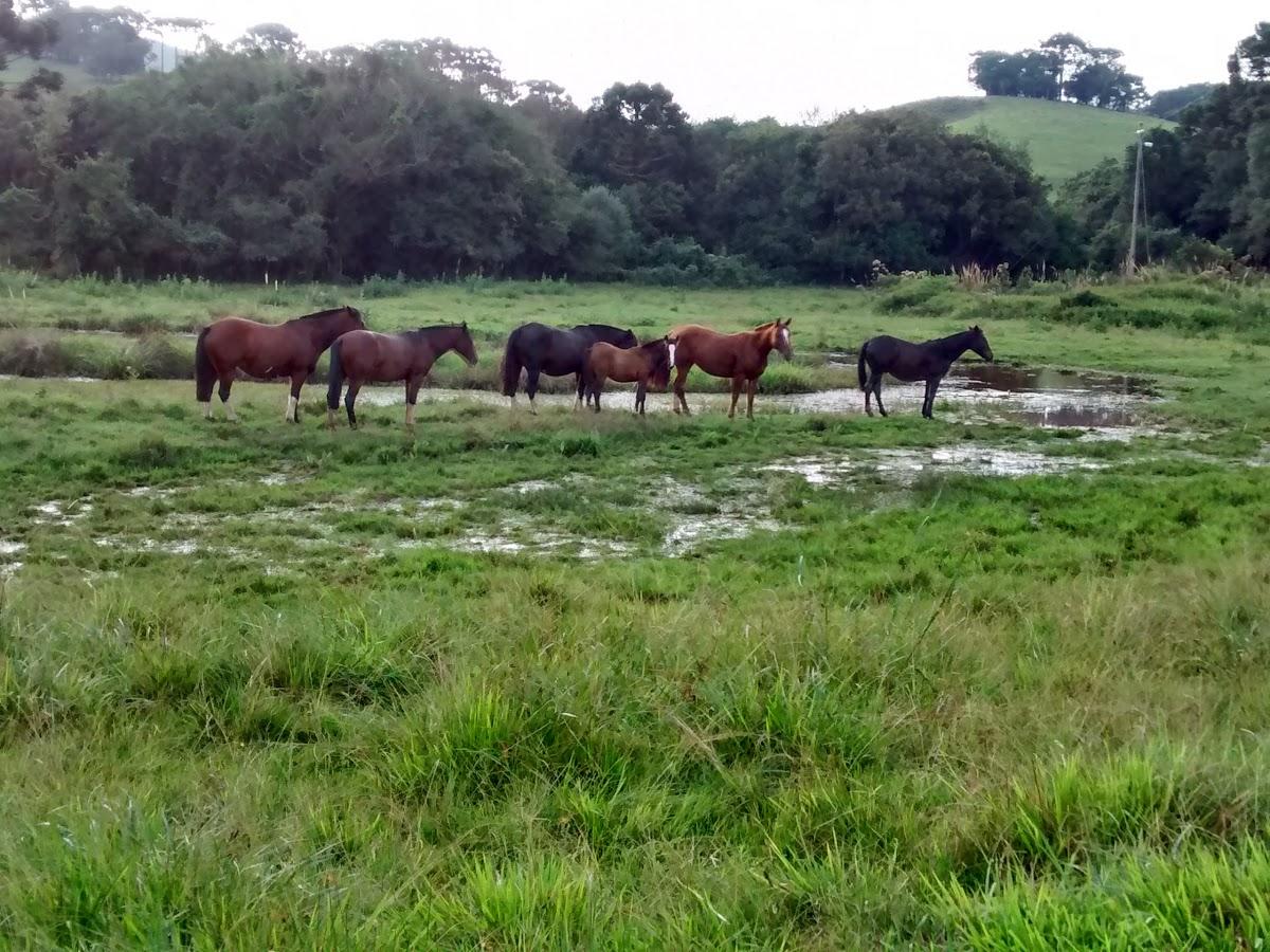 Registro de Marca Palmeira
