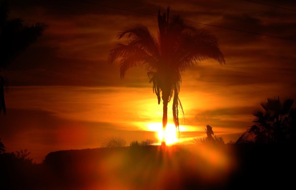 Registro de Marca Palmeirais