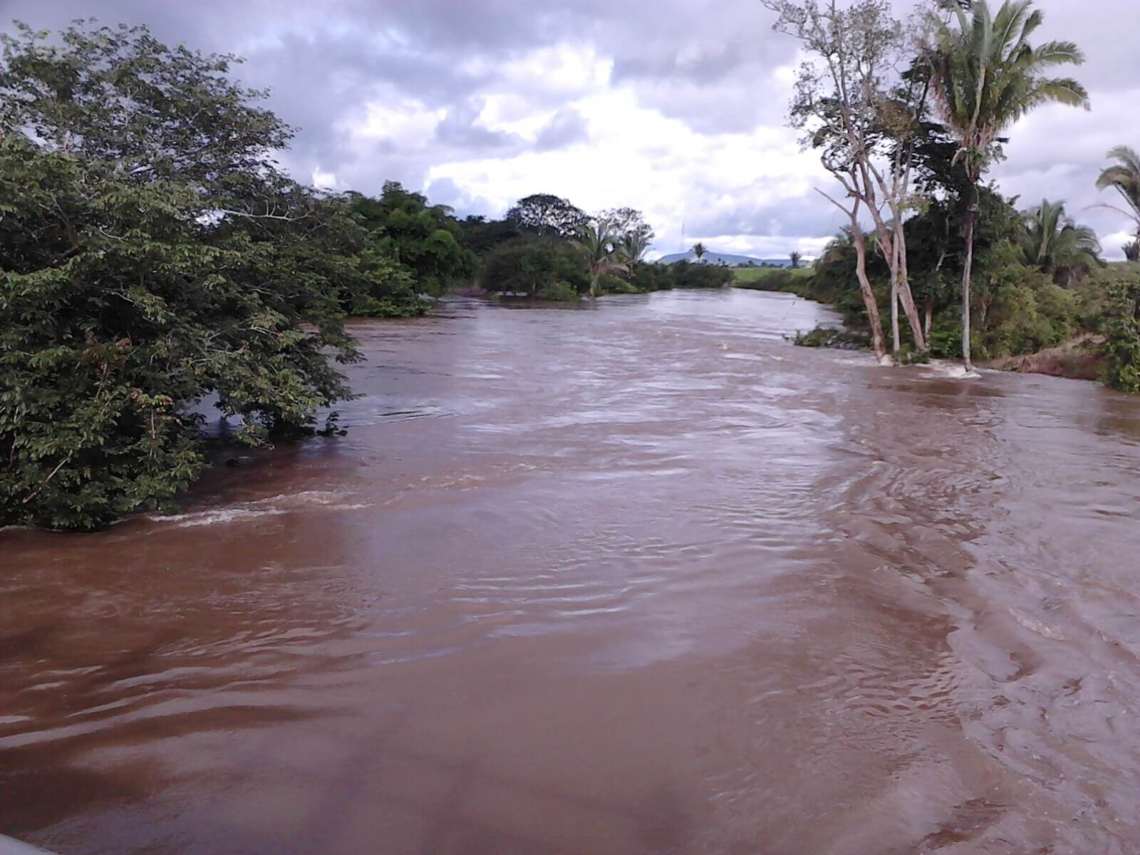 Registro de Marca Pau D'Arco