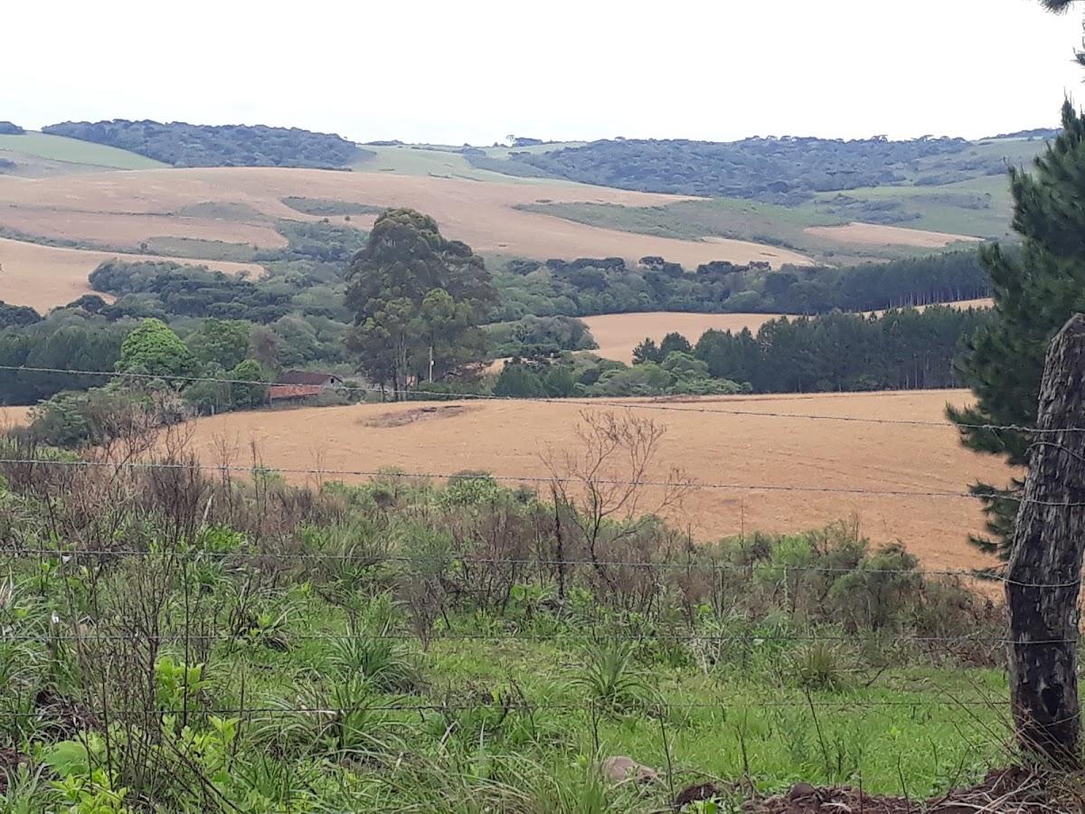 Registro de Marca Pinhal da Serra