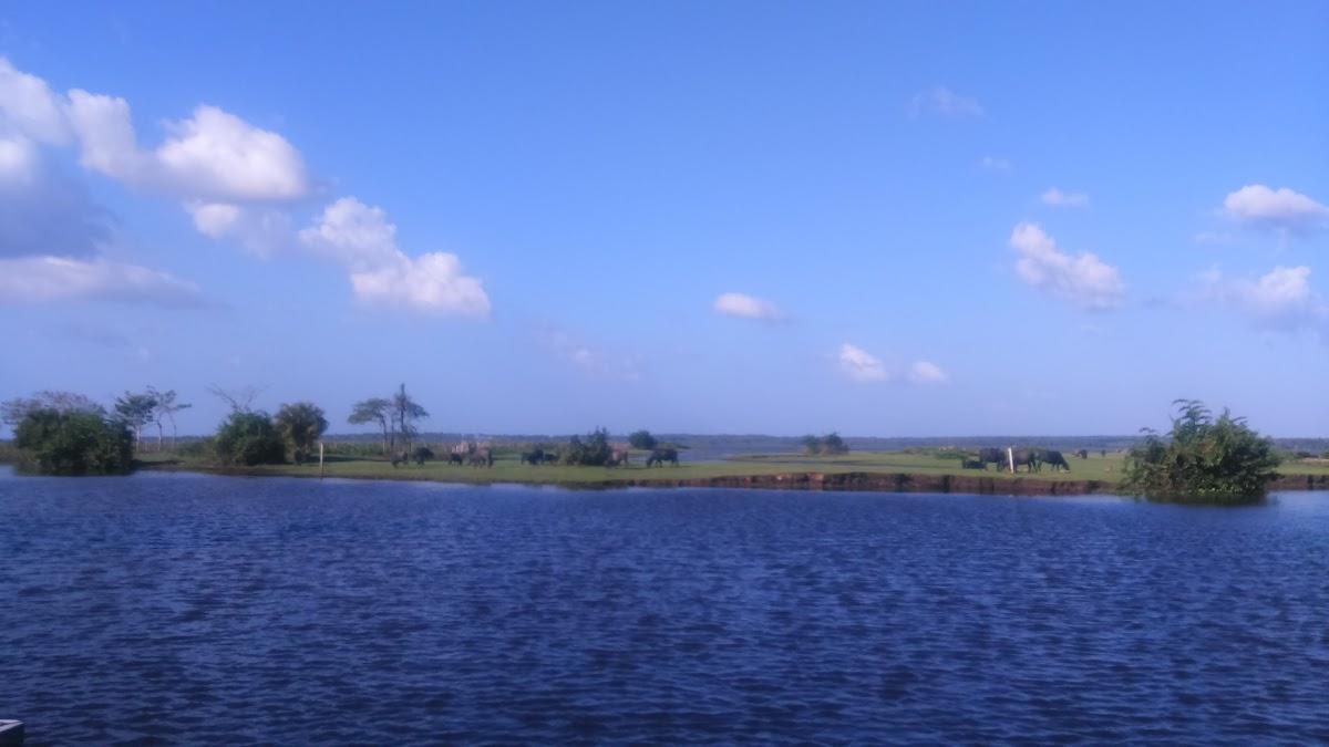 Registro de Marca Pinheiro