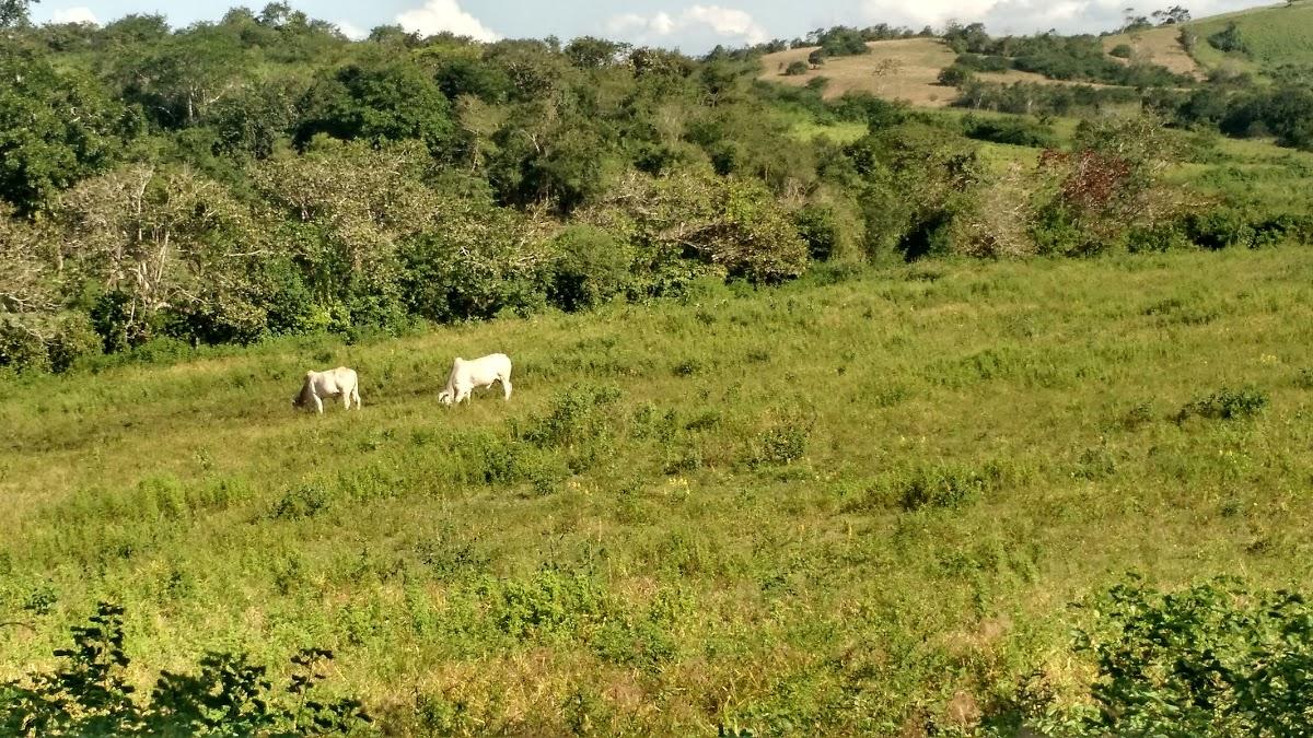 Registro de Marca Pirpirituba