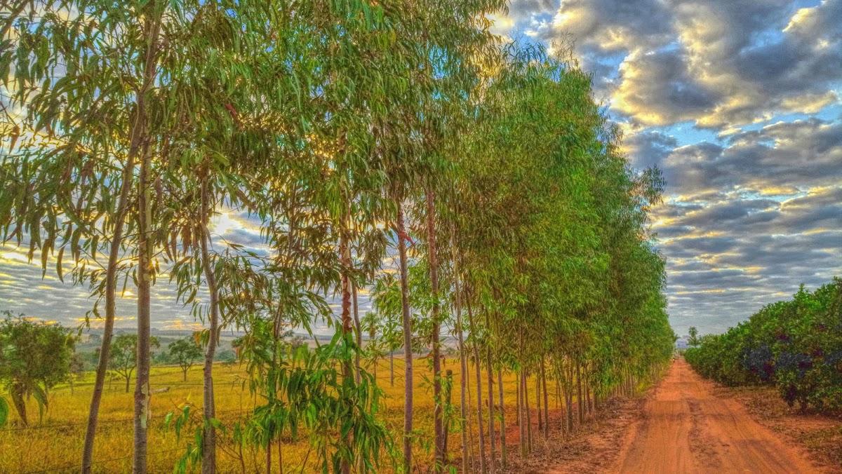 Registro de Marca Pontalinda