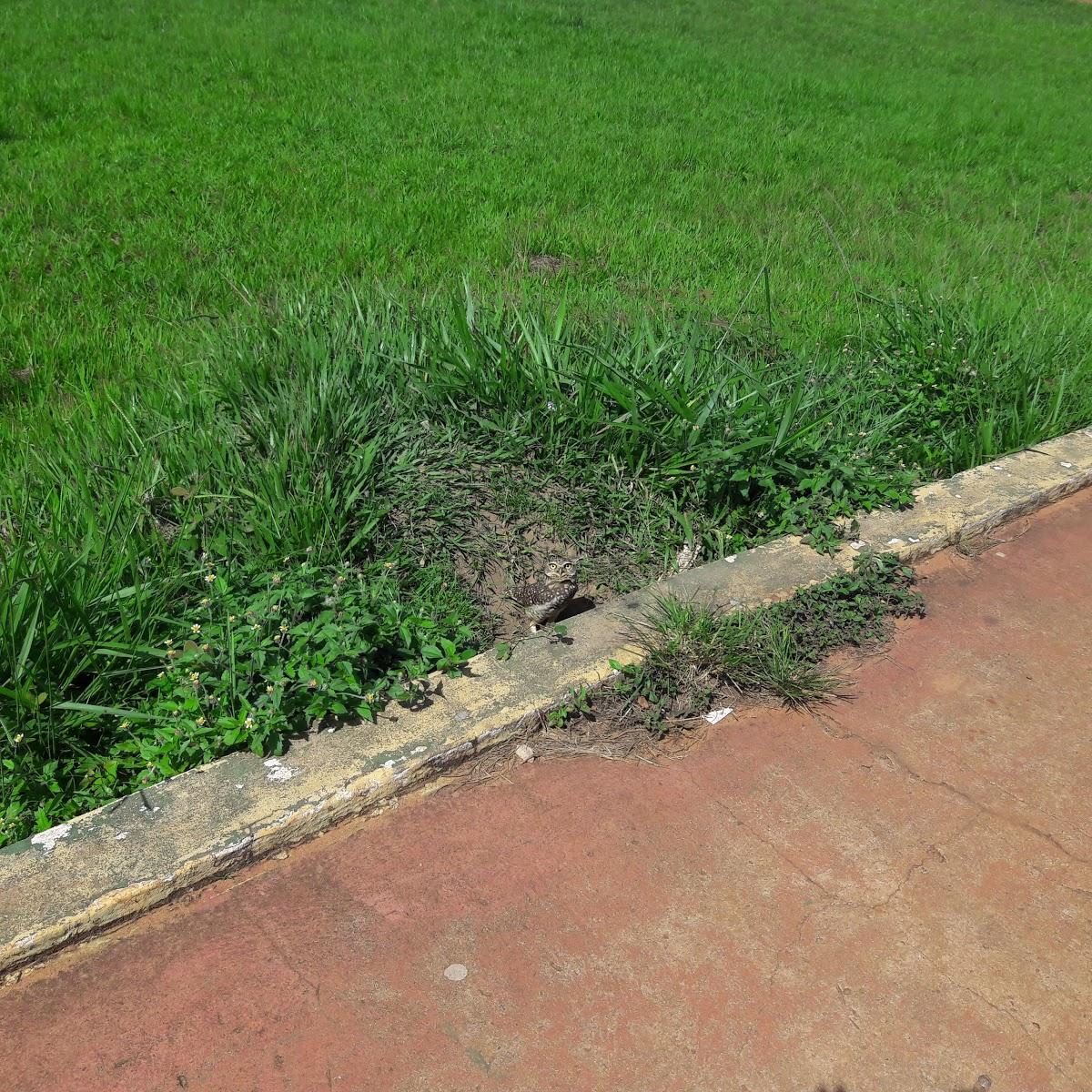 Registro de Marca Porto Esperidião