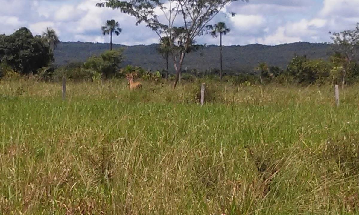 Registro de Marca Porto Estrela