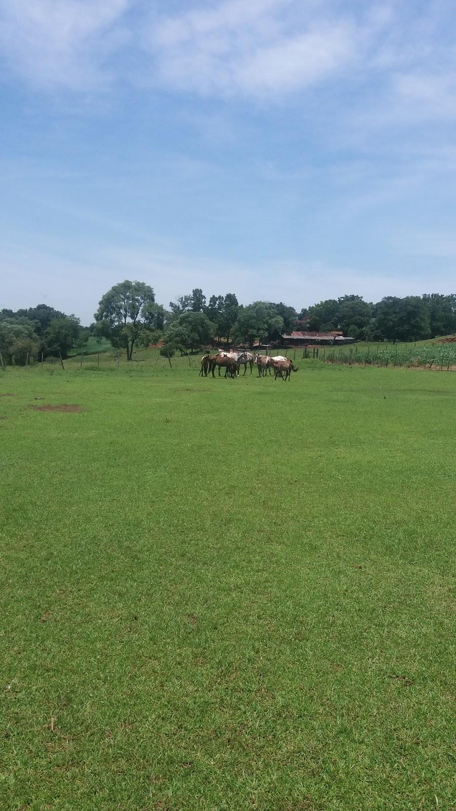 Registro de Marca Quinze de Novembro