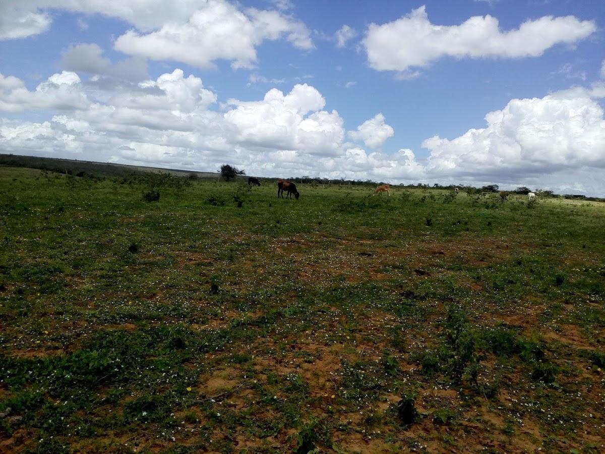 Registro de Marca Ribeira do Amparo