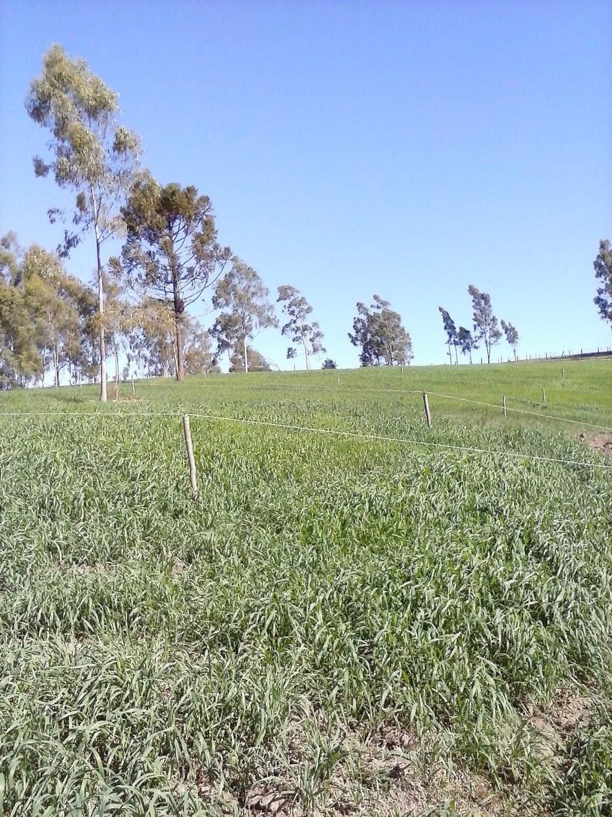 Registro de Marca Rio Branco do Ivaí