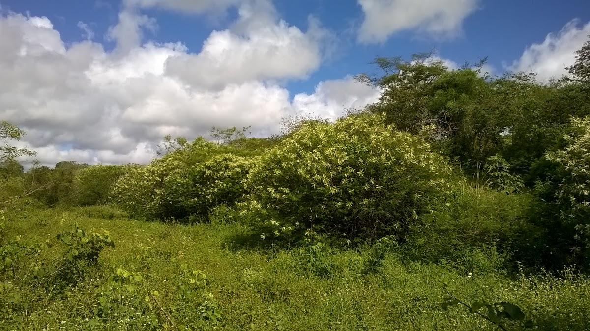 Registro de Marca Santa Maria do Cambucá