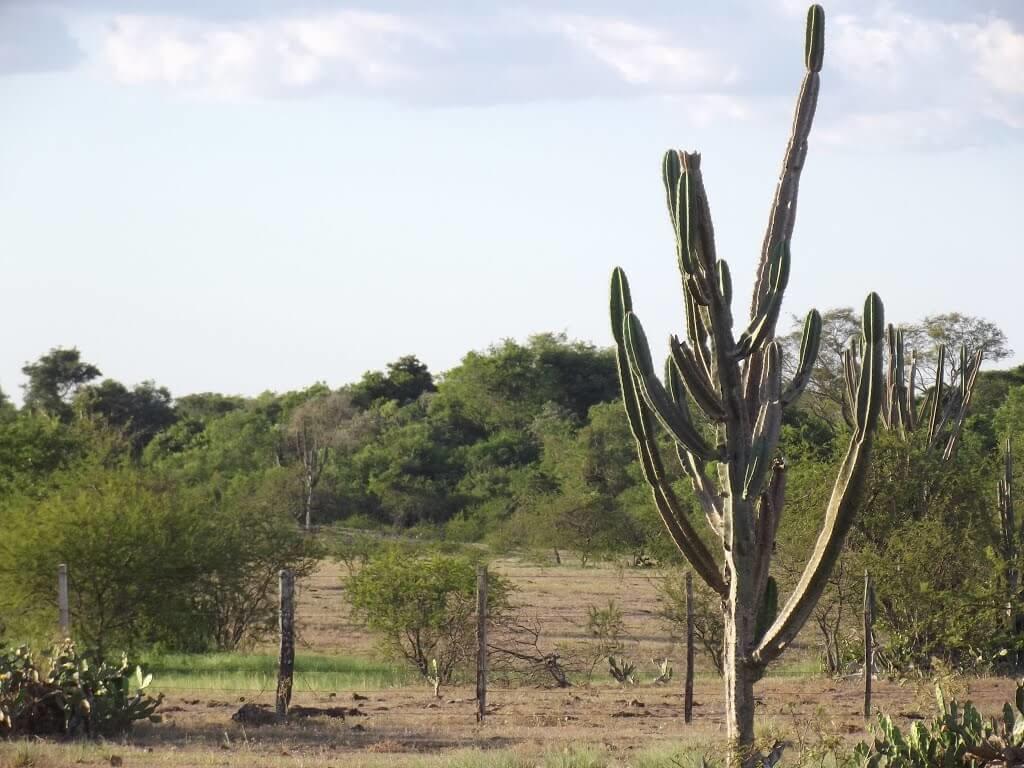 Registro de Marca Santo Antônio das Missões