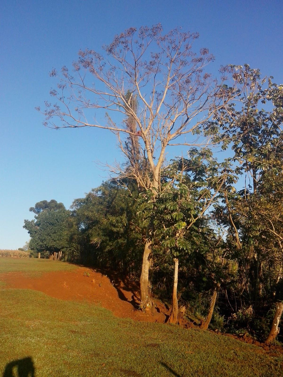 Registro de Marca São João do Ivaí