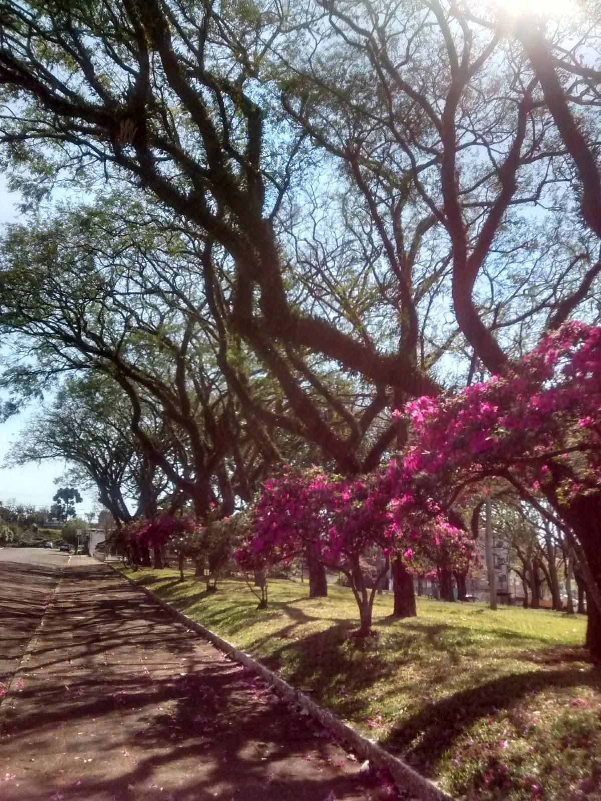 Registro de Marca São João