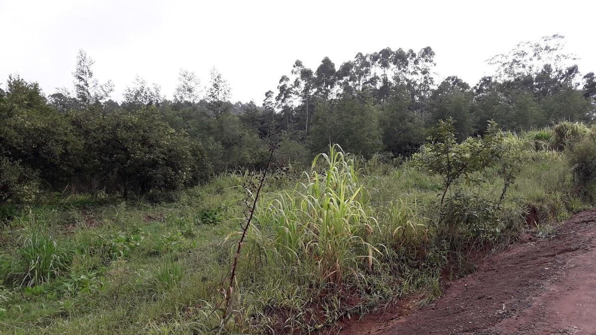 Registro de Marca São José do Sul