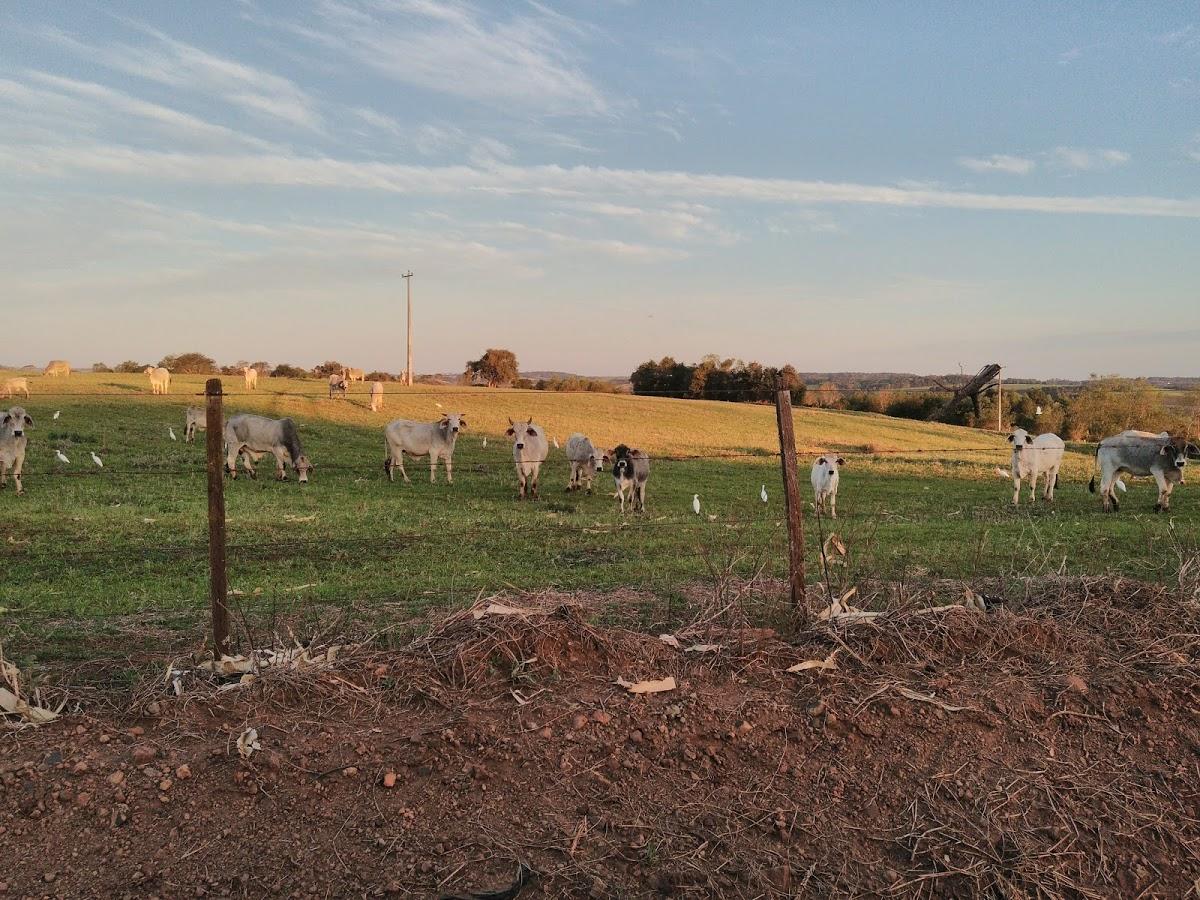 Registro de Marca Sete de Setembro