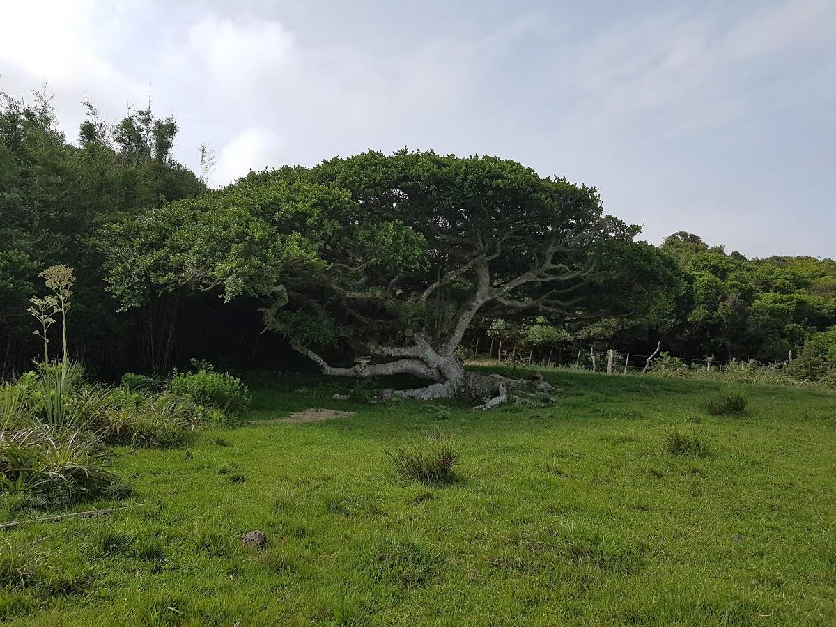 Registro de Marca Tavares