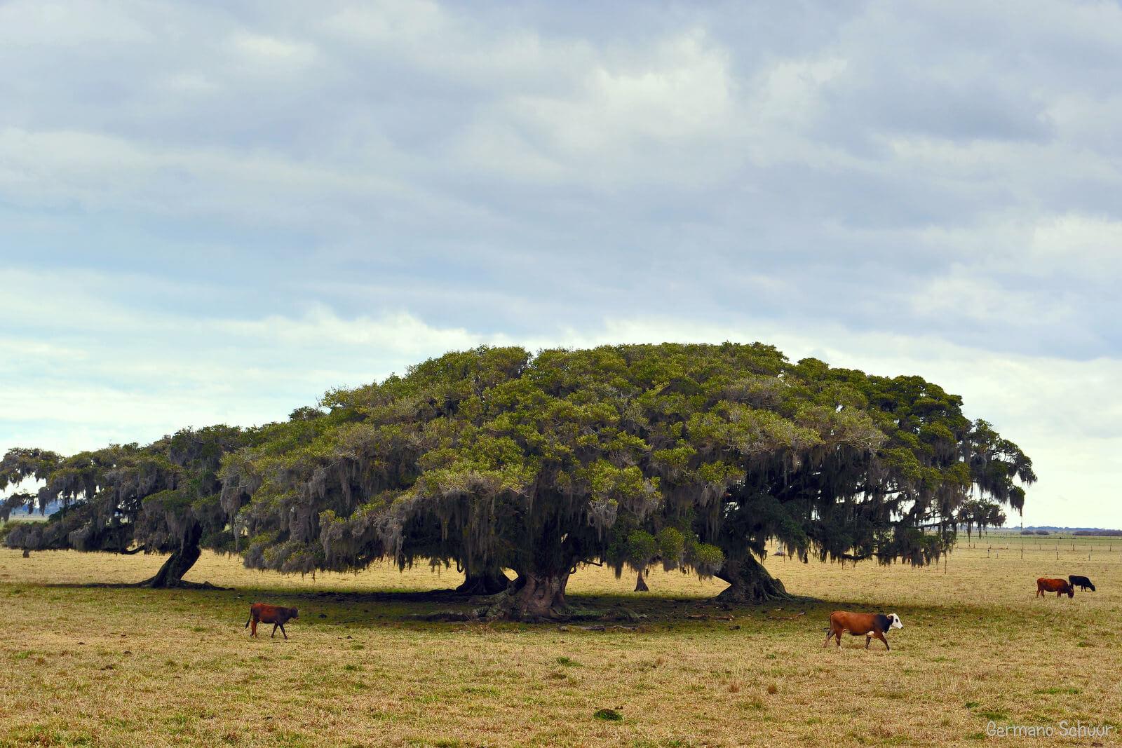 Registro de Marca Terra de Areia