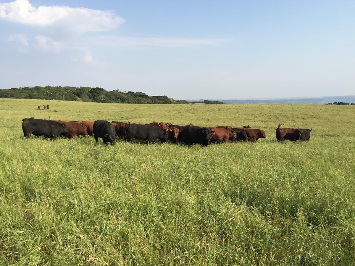 Registro de Marca Vargeão
